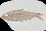 Knightia Fossil Fish - Wyoming #81463-1